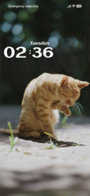 Cat Look