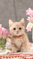 A fringed mankikan kitten