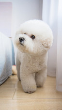 娇小的比熊犬
