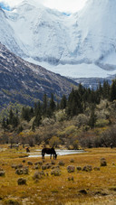 A picture of herding horses on the snowcapped mountains