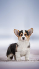 A Cute Puppy Standing On Snow-Covered Tiles