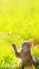Cute Cat