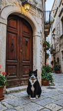 Tuxedo Cat Stands Guard