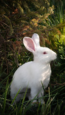 Rabbit confusing behavior grand prize