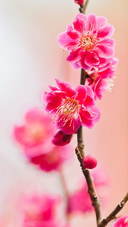 丽质芳姿梅花