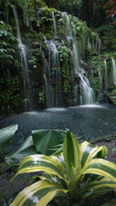 Rainforest waterfall