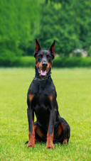 Dog61