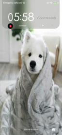 Dog fi