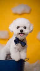 Bluecollar teddy bear