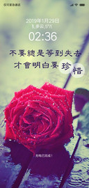 红色玫瑰