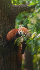 Red Panda Sleeping on a Branch High