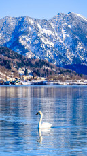 Swan Swimming on The Blue Lake