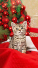 A Cat Sitting with Red Christmas Decoration