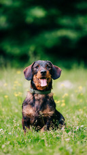 A Cute Dog Sitting on The Grass