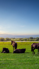The wetland scenery of zhaosu grassland