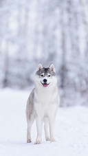 A Siberian Husky Dog  Standing on The Snow