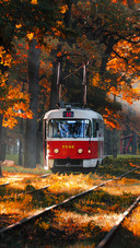 Tram drives through the forest