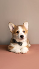 Funny Welsh Corgi Pembroke puppy on a beige background