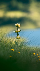 A yellow flower with a mountain lake in the background