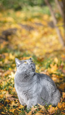 The Guinness Book of cats 37