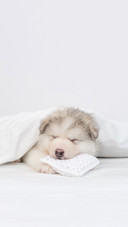 Alaskan Malamute Puppy Sleeps