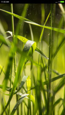 iOS Green Grass