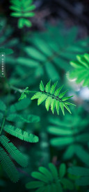 春意盎然