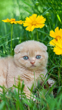 Pet cat9