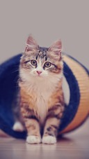 养猫，选对猫咪很重要