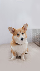A Welsh Corgi dog in a photo studio