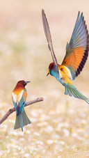 A flock of birds flew over the field