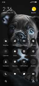 Black Dog