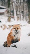 A Cute Fox Sitting in The Snow
