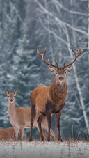 Two Deer Staring at You Alertly