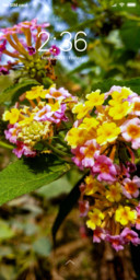 Colourfull Flower_DWM3