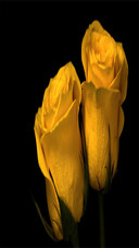 Yellow rose