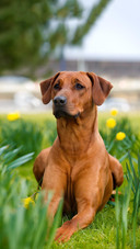 Dog128