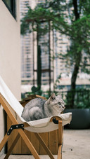 A true cat owner