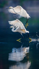 Evolutionary history of birds 72