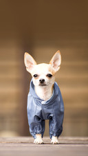 Little dog in clothes for a walk
