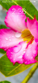 Lily Flower_DWM3