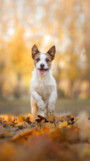 Dog (9)