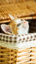 A little orange cat in the basket
