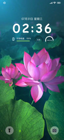 动态 荷花开放