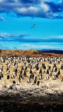 The sea cormorants perch among the bird islands