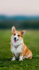 A Pembroke Welsh Corgi dog sits in nature