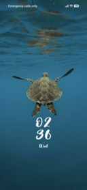 Turtle