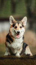 Dog403