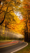 Roads in The Forest