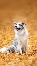 A Marble Border Collie Dog Sitting with Leaves in Autumn